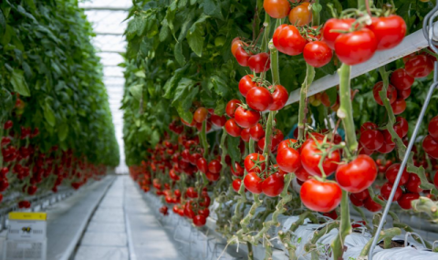 https://www.vestiabad.ru/news/9710/ip-halal-dogan-v-turkmenistane-sobralo-35-tys-tonn-tomatov