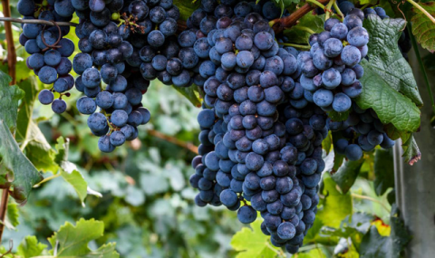 https://www.vestiabad.ru/news/9168/v-turkmenistane-sozdali-innovacionnye-produkty-iz-vinogradnoi-lozy