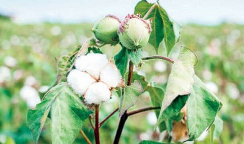 https://www.vestiabad.ru/news/9603/v-turkmenistane-provodyat-agrotehnicheskie-raboty-dlya-novogo-urozhaya
