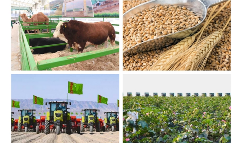 https://www.vestiabad.ru/news/10417/v-turkmenistane-ukreplyayut-agrarnyi-sektor-i-povyshayut-urozhainost