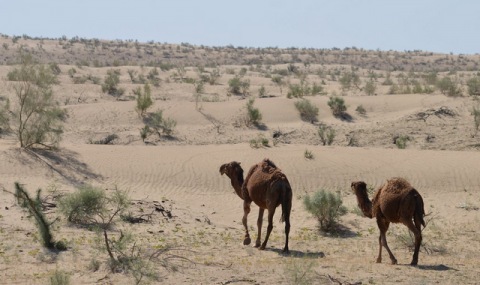 https://www.vestiabad.ru/news/6208/karakumy-zanimayut-centr-turkmenistana