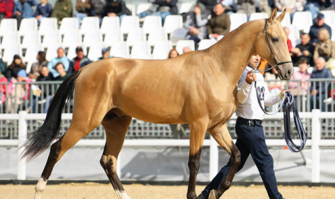 https://www.vestiabad.ru/news/7064/turkmenskih-skakunov-predstavyat-na-vystavke-v-moskve