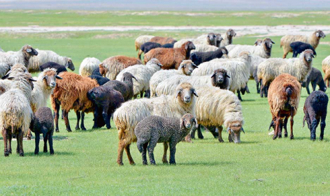 https://www.vestiabad.ru/news/10015/v-turkmenistane-provodyatsya-raboty-po-podgotovke-k-okotnoi-kampanii