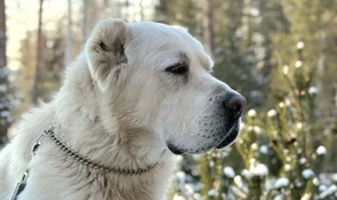 https://www.vestiabad.ru/news/10060/belyi-drug-minnihanova-poluchil-registraciyu