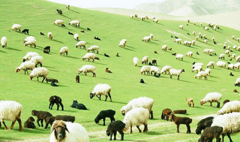 https://www.vestiabad.ru/news/9432/centr-zhivotnovodstva-turkmenistana-ukreplyaet-prodovolstvennuyu-bezopasnost