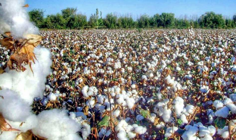 https://www.vestiabad.ru/news/8640/agroproizvodstvo-turkmenistana-demonstriruet-rost-uborka-urozhaya-v-razgare