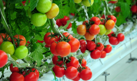 https://www.vestiabad.ru/news/9155/turkmenistan-i-kyrgyzstan-ukreplyayut-selskohozyaistvennoe-sotrudnichestvo